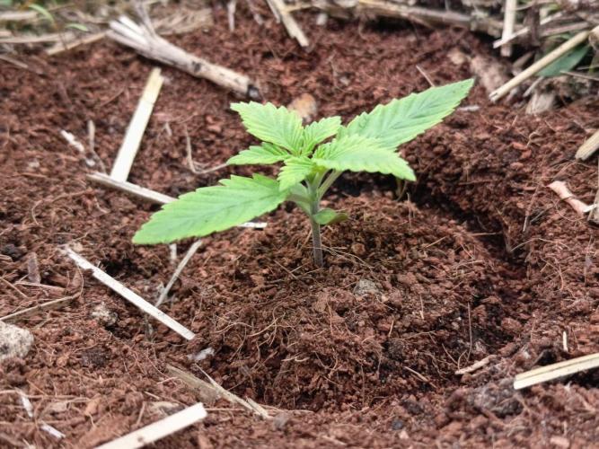 Runtz + Apple Fritter by Zamnesia Seeds. Week 1 - R: Low humidity slowed things down a bit.
End of week one.