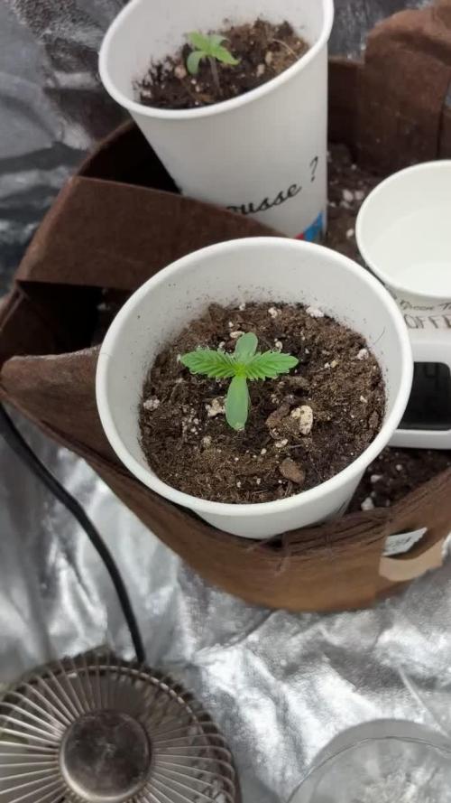 First Indoor Grow