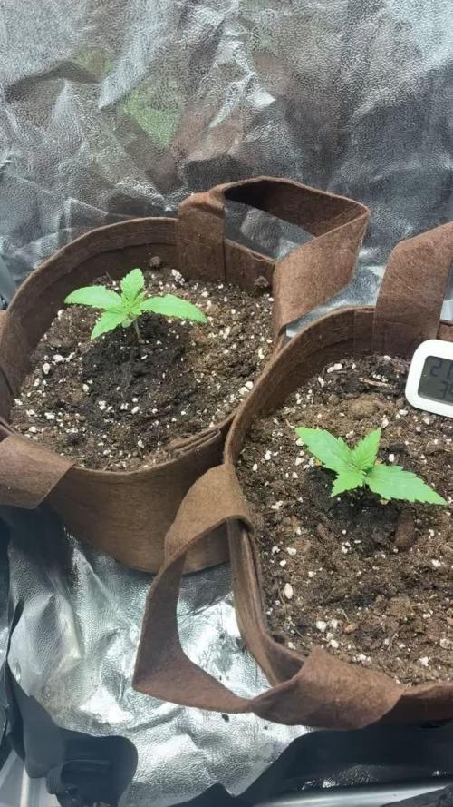 First Indoor Grow