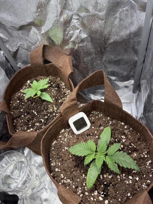 First Indoor Grow. Week 2