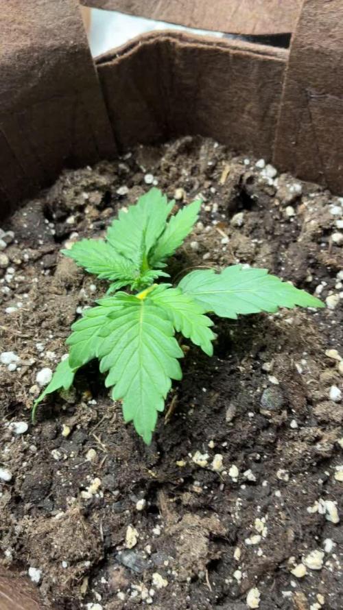 First Indoor Grow