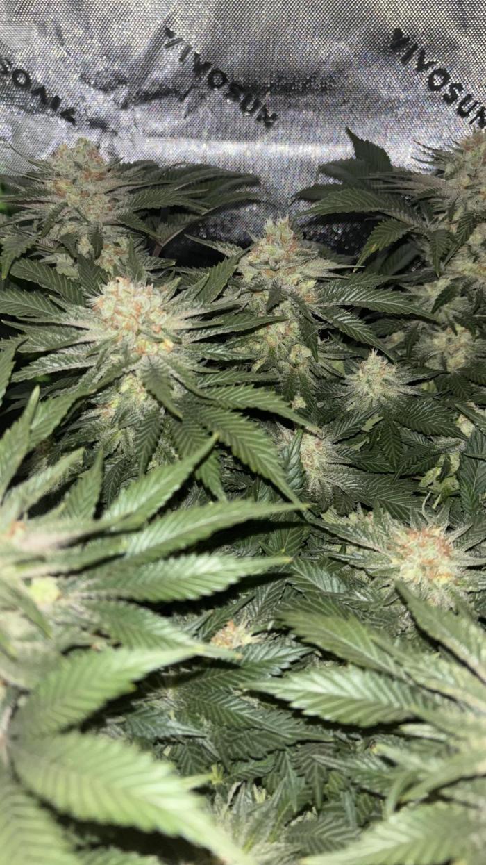 White Widow Beginner Grow. Week 8