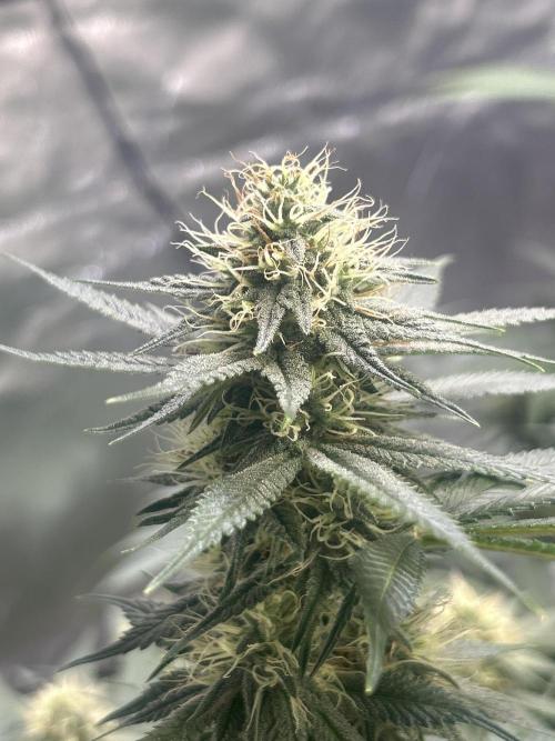 First Grow. Week 4