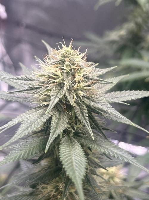 First Grow. Week 4