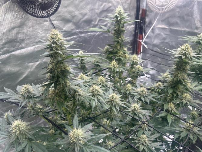 First Grow. Week 4
