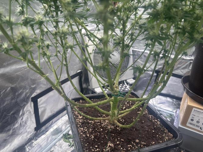 First Grow. Week 4