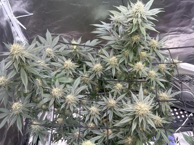First Grow. Week 4