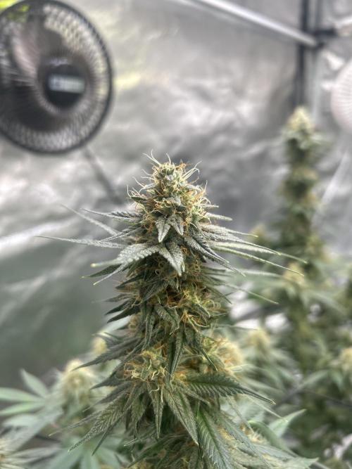 First Grow. Week 5