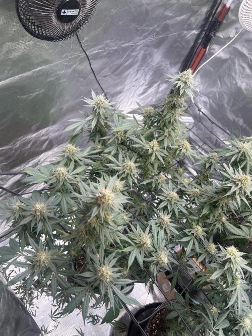 First Grow. Week 5