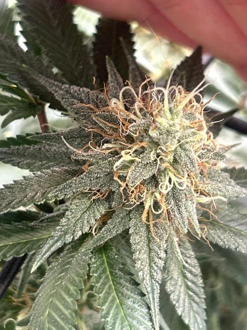 First Grow. Week 5