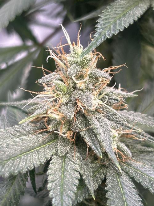 First Grow. Week 5