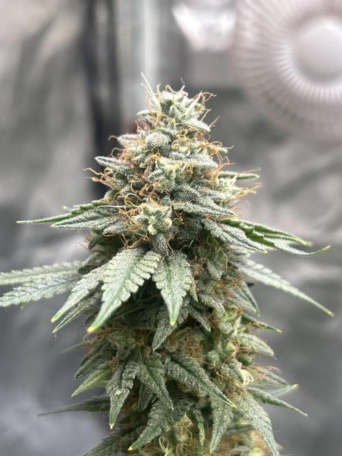 First Grow. Week 6