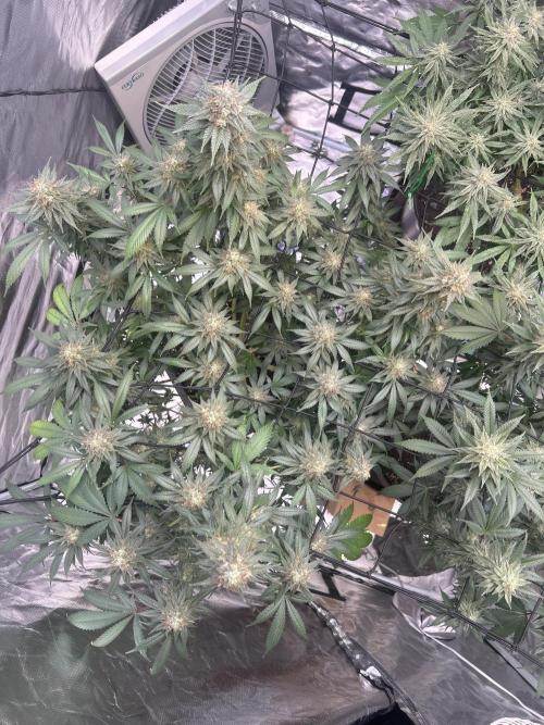 First Grow. Week 6