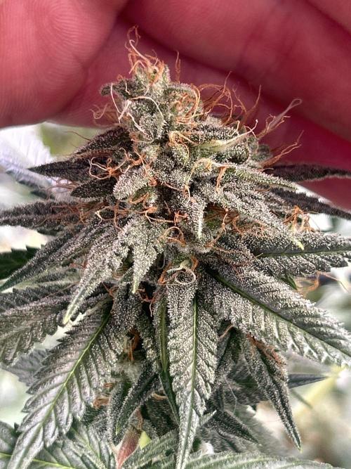 First Grow. Week 6
