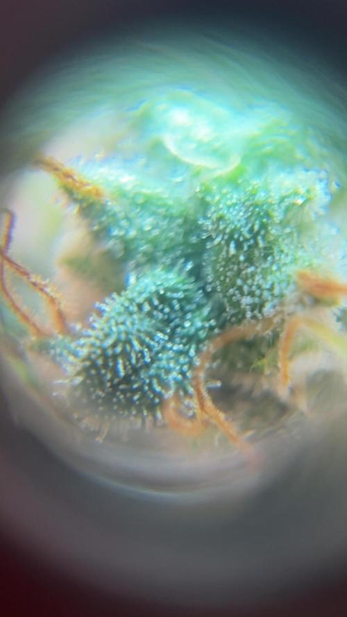 Mimosa x Orange Punch. Week 6