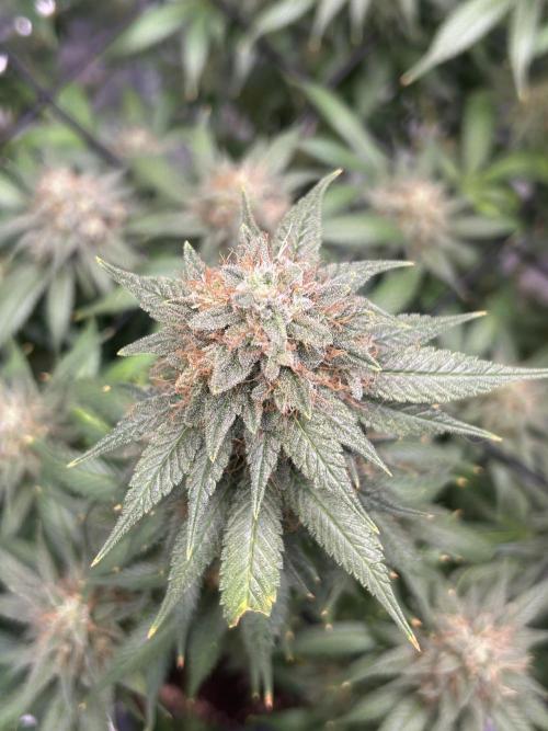 First Grow. Week 8
