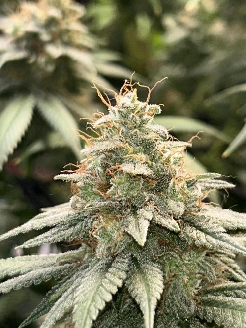 First Grow. Week 8