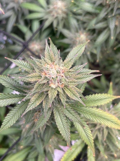 Mimosa x Orange Punch. Week 8