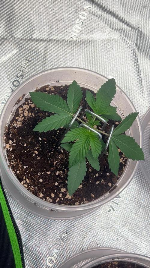 2nd Grow.. Week 1 - Wizard Trees, Studio Cherry