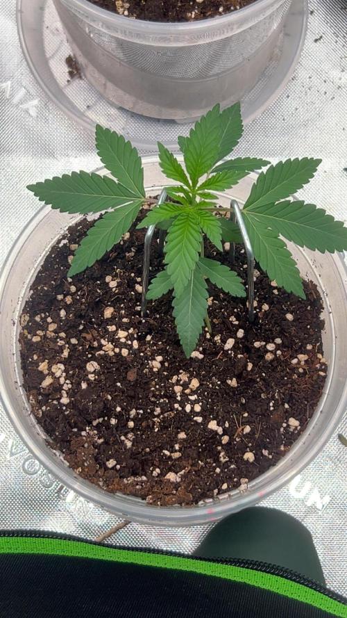 2nd Grow.. Week 1 - Grounded Genetics, Kashmir Black #1