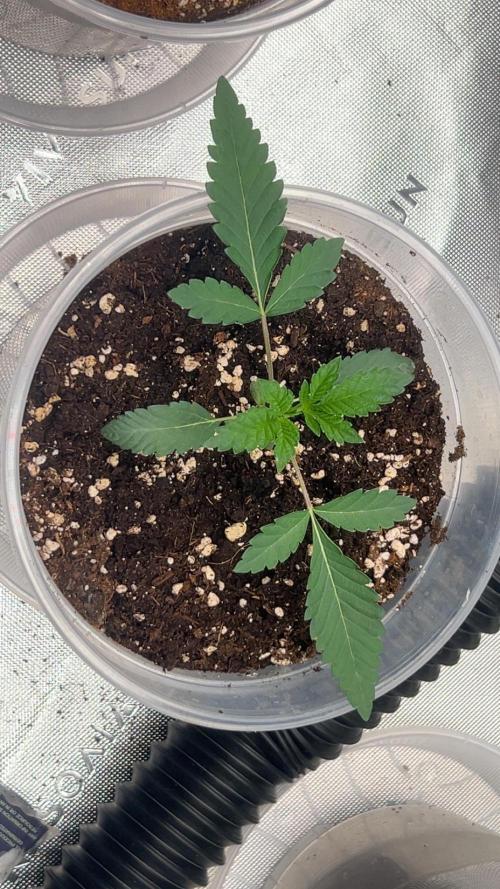 2nd Grow.. Week 1 - Grounded Genetics, Kashmir Black #2