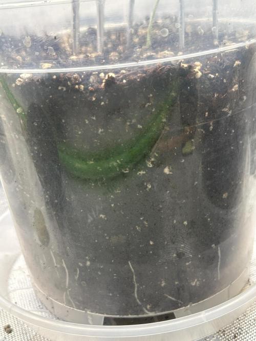 2nd Grow.. Week 1 - Kashmir Black #1
