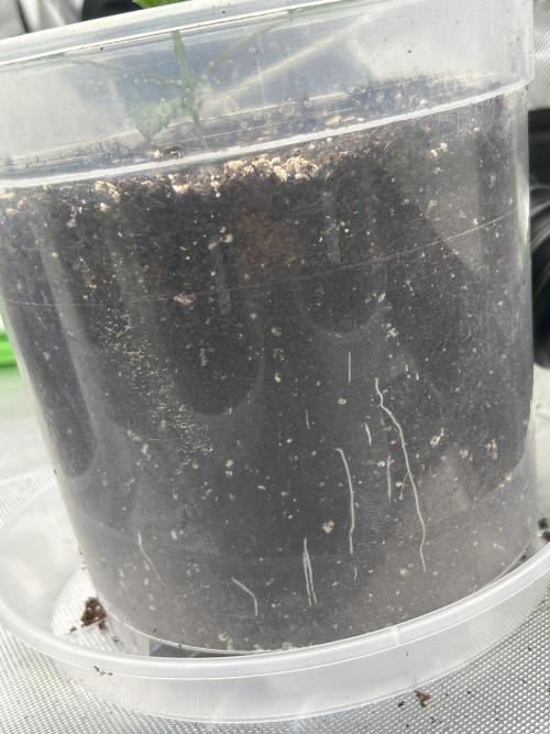 2nd Grow.. Week 1 - Kashmir Black #2