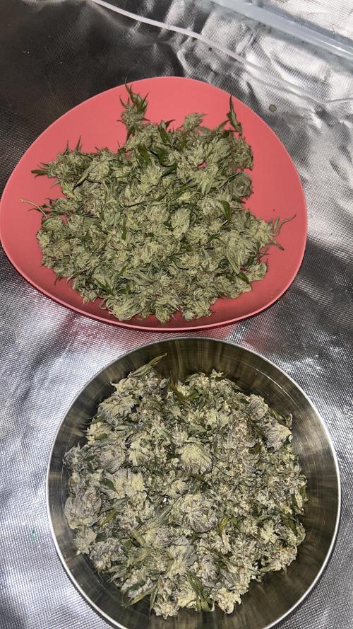 First Grow. Week 9