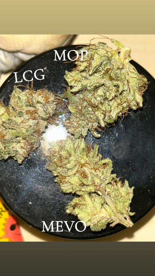 First Grow. Week 9 - LCG=Lemon Cherry Gelato
MOP=Mimosa Orange Punch
MEVO= Mimosa Evo
