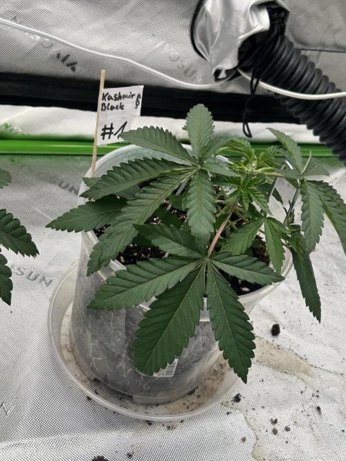 2nd Grow.. Week 2