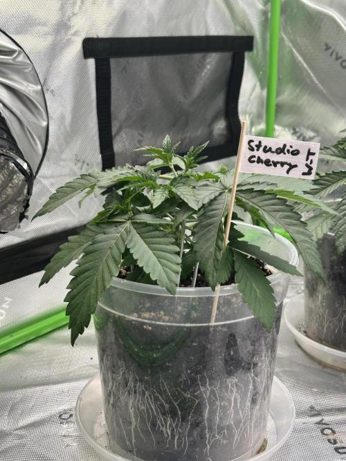 2nd Grow.. Week 2