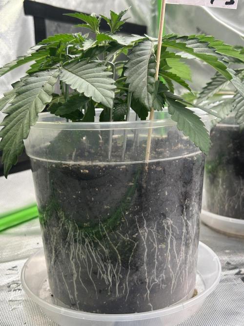 2nd Grow.. Week 2