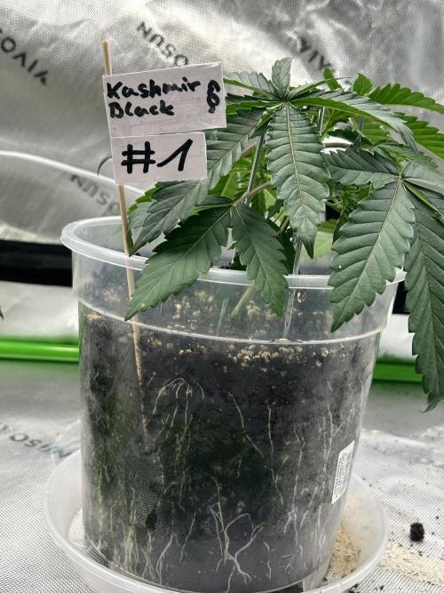2nd Grow.. Week 2