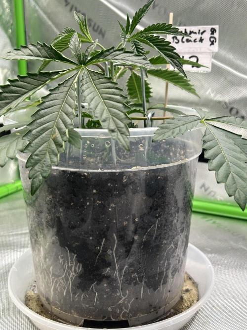 2nd Grow.. Week 2