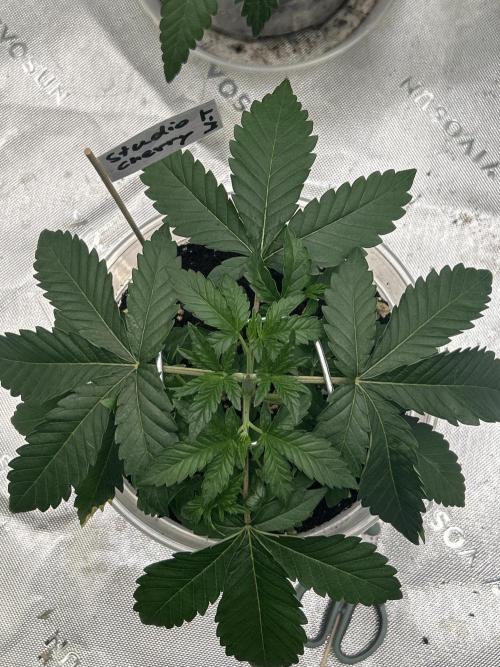 2nd Grow.. Week 2 - Studio Cherry von oben. 