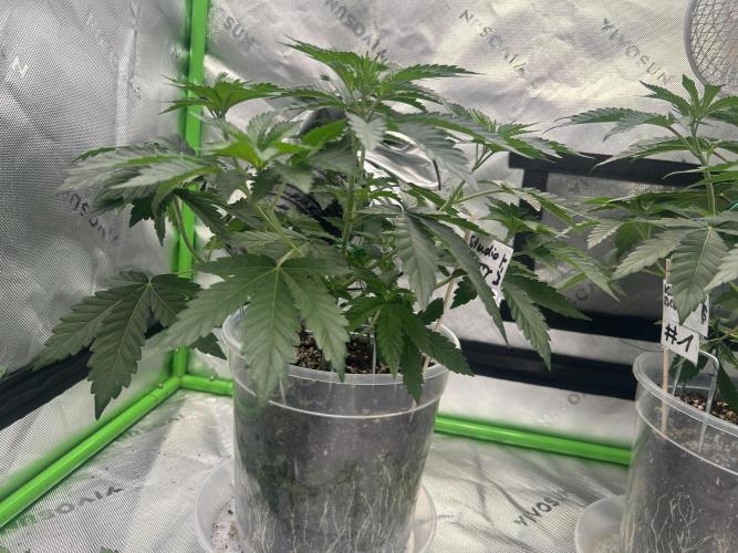 2nd Grow.. Week 3