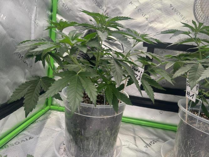 2nd Grow.. Week 3