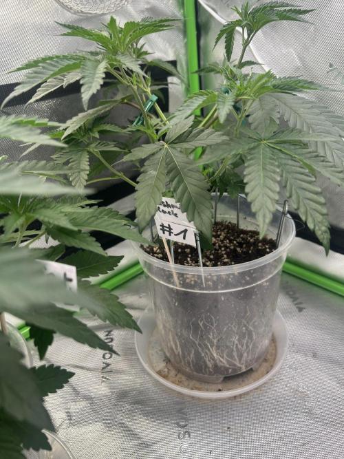 2nd Grow.. Week 3