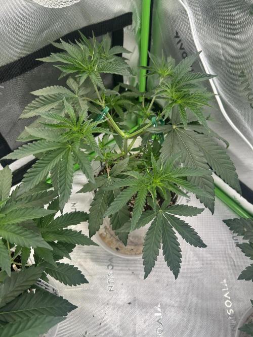 2nd Grow.. Week 3