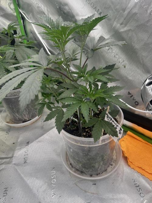 2nd Grow.. Week 3
