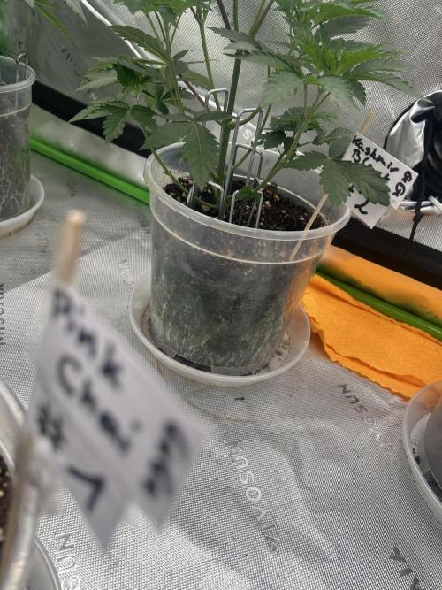 2nd Grow.. Week 3