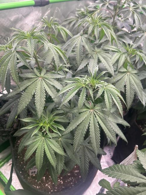 2nd Grow.. Week 5