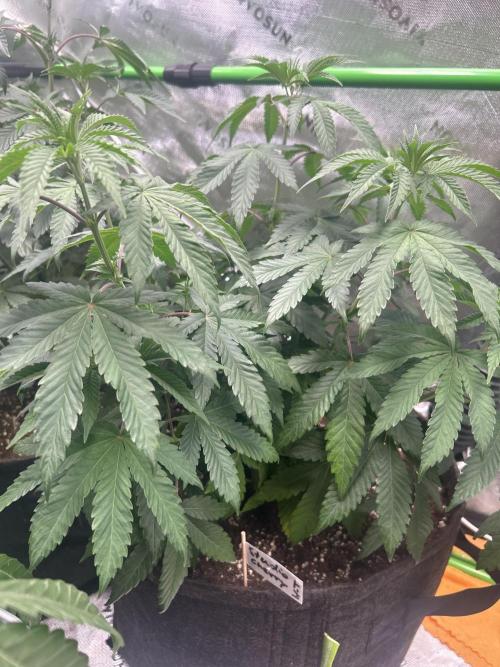 2nd Grow.. Week 5