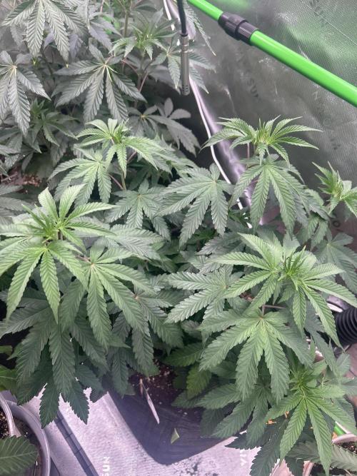 2nd Grow.. Week 5
