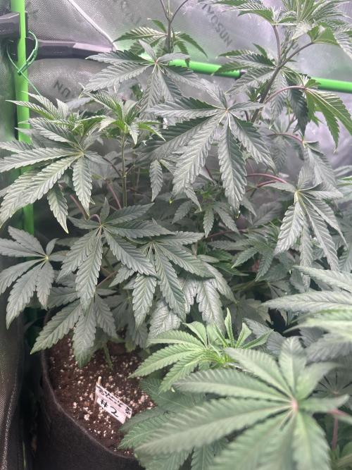 2nd Grow.. Week 5