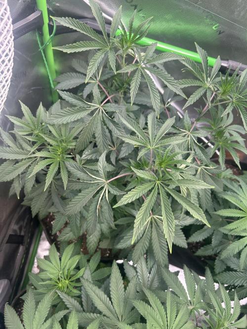 2nd Grow.. Week 5
