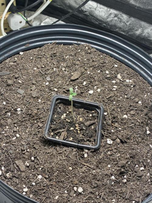 White Widow. Week 1
