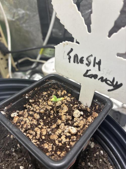 Fresh Candy. Week 0 - Turfa e permita