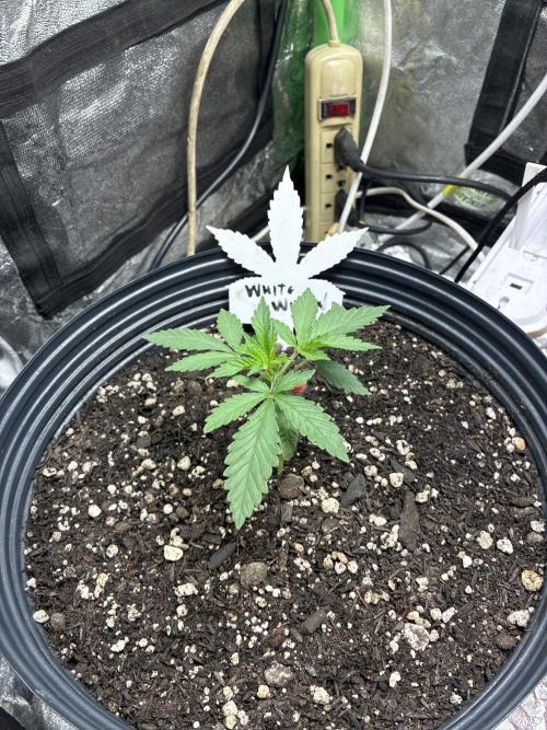 GT 60x60x140. Week 3