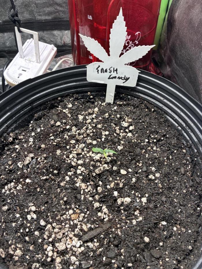 Fresh Candy. Week 1 - Feito transplante dia 29 de abril